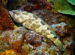 Epinephelus