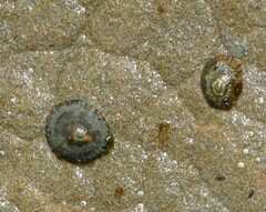 Cellana