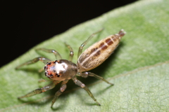Cotinusa