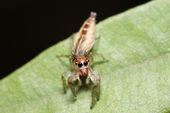 Cotinusa