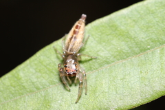 Cotinusa