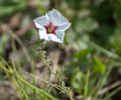 Convolvulus laciniatus