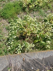 Peucedanum japonicum