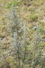 Baccharis artemisioides