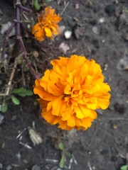 Tagetes erecta
