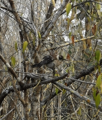 Mimus parvulus parvulus