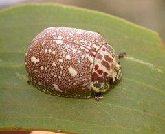 Paropsis marmorea