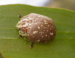 Paropsis marmorea
