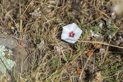 Convolvulus laciniatus