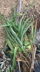 Aechmea bracteata