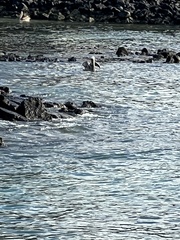 Pelecanus occidentalis urinator