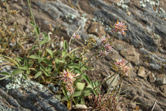 Gomphrena pulchella