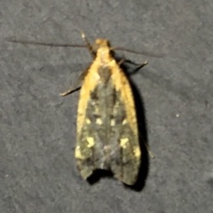 Dichomeris costarufoella