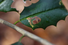 Phytomyza ilicicola