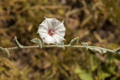 Convolvulus hermanniae