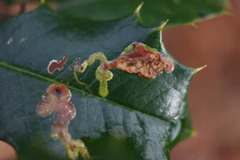 Phytomyza ilicicola