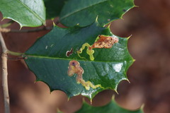 Phytomyza ilicicola