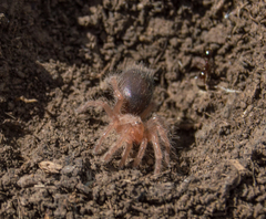 Grammostola vachoni