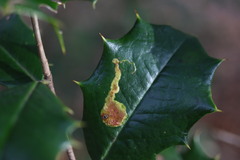 Phytomyza ilicicola
