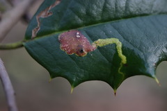 Phytomyza ilicicola