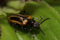 Lemini