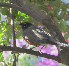 Turdus migratorius