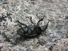 Lucanus placidus