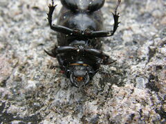 Lucanus placidus