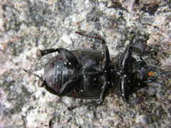 Lucanus placidus