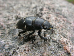Lucanus placidus