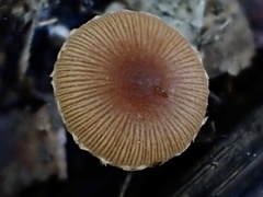 Deconica crobula