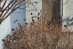 Passer domesticus