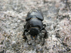 Lucanus placidus