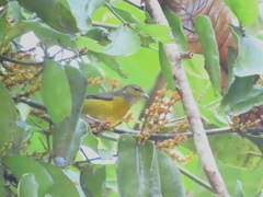 Euphonia minuta
