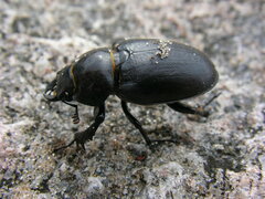 Lucanus placidus
