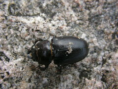 Lucanus placidus