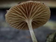 Deconica crobula