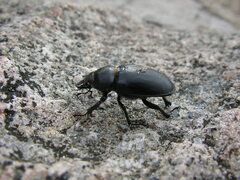 Lucanus placidus