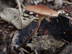 Deconica crobula