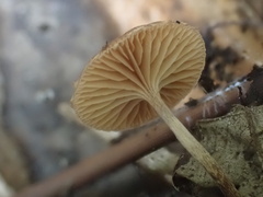 Deconica crobula