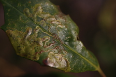 Phytomyza ilicicola