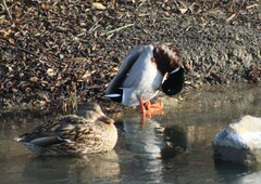 Anas platyrhynchos