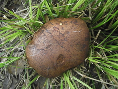 Aureoboletus flaviporus