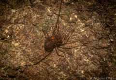 Bogania neogranulata