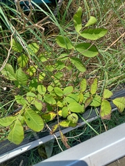 Juglans ailantifolia