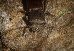Brephilydia jejuna