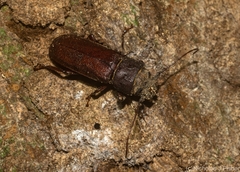 Brephilydia jejuna