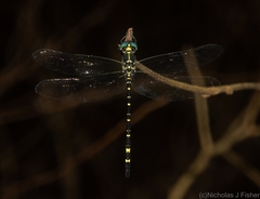 Eusynthemis nigra