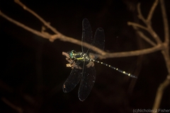 Eusynthemis nigra
