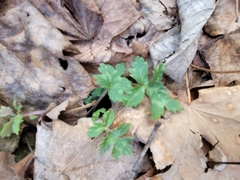 Hydrophyllum appendiculatum